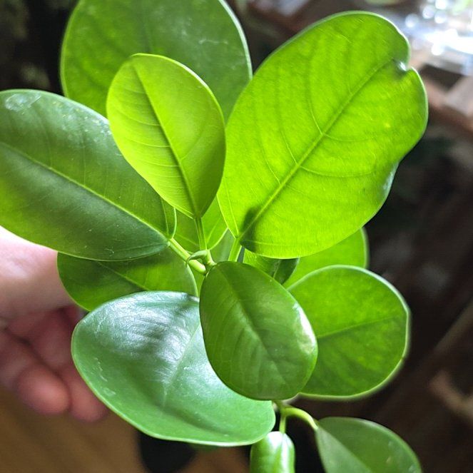 Photo of the plant species Ficus by @TryTagetes84 named Michelle on Greg, the plant care app