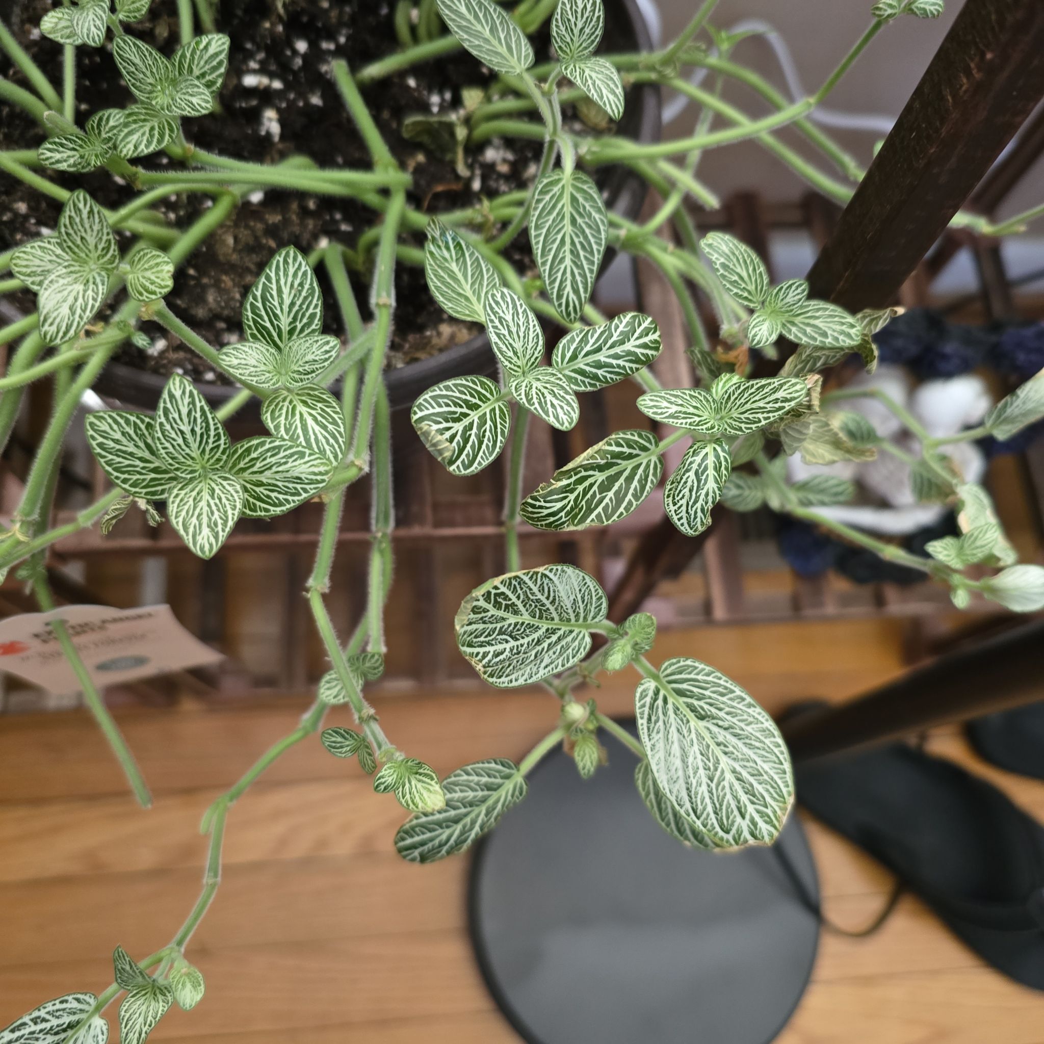 Photo of the plant species 'Ruby Red' Nerve Plant by @TryTagetes84 named Rudy on Greg, the plant care app