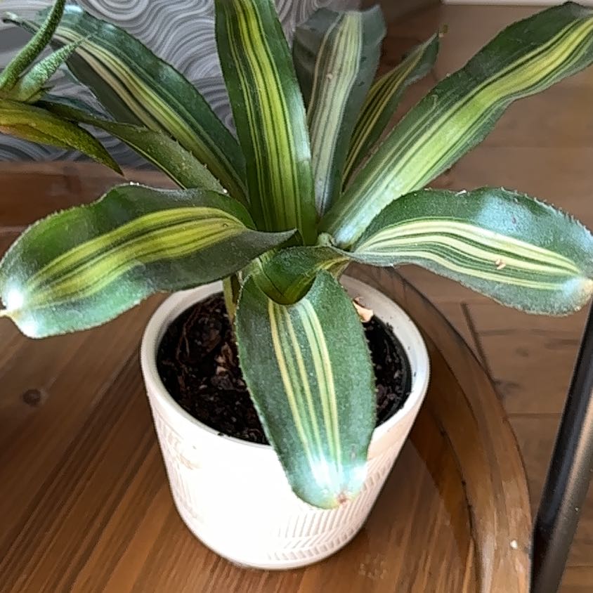 Photo of the plant species Darth Vader Bromiliad by @GaietyBlueech22 named Robert Plant on Greg, the plant care app
