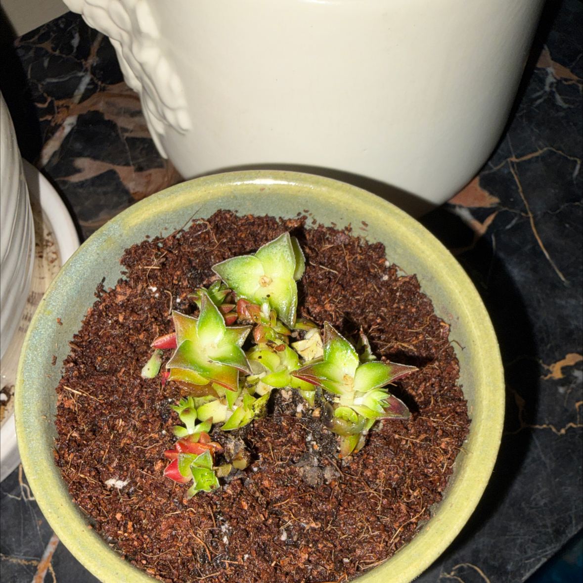 Photo of the plant species Pagoda Mini Jade by @BenignantFern81 named Ghandi on Greg, the plant care app