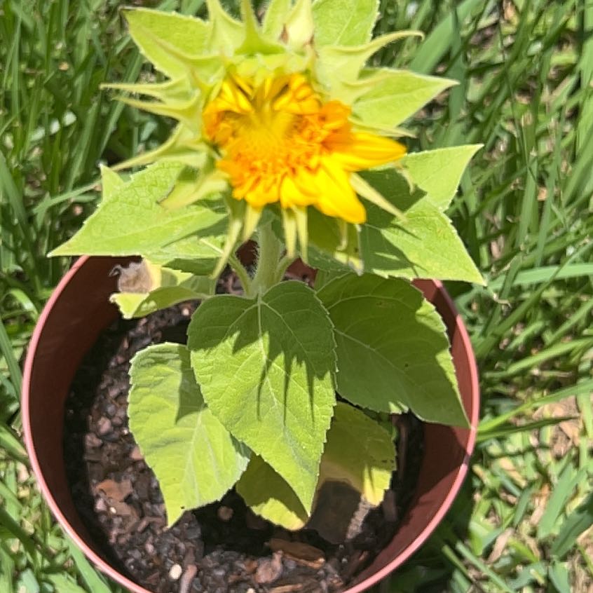 Photo of the plant species Teddy Bear Sunflower by @KindTreeivy41 named Treeyoncé on Greg, the plant care app
