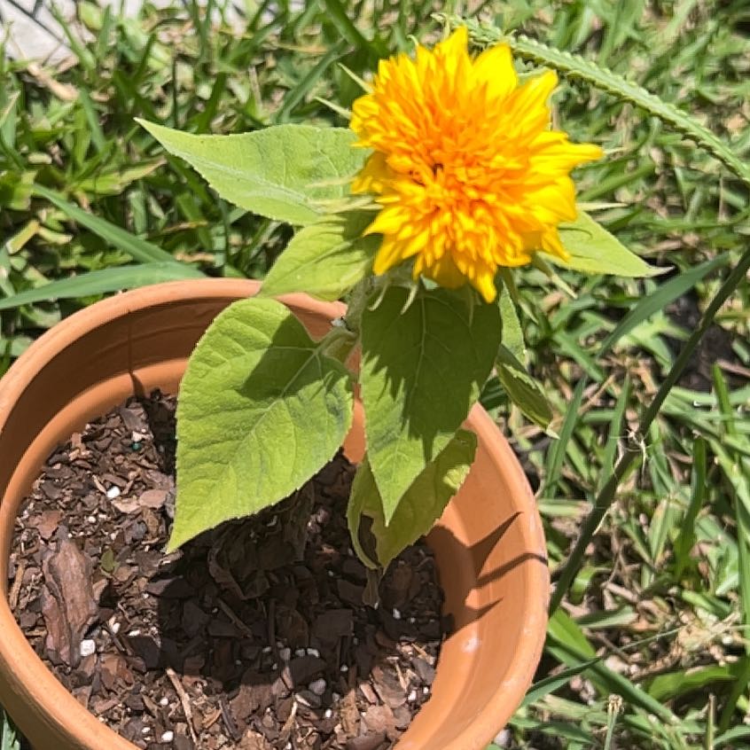 Photo of the plant species Teddy Bear Sunflower by @KindTreeivy41 named Elina on Greg, the plant care app