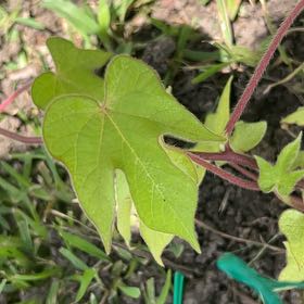 Photo of the plant species Japanese Morning Glory by @KindTreeivy41 named Mochi on Greg, the plant care app