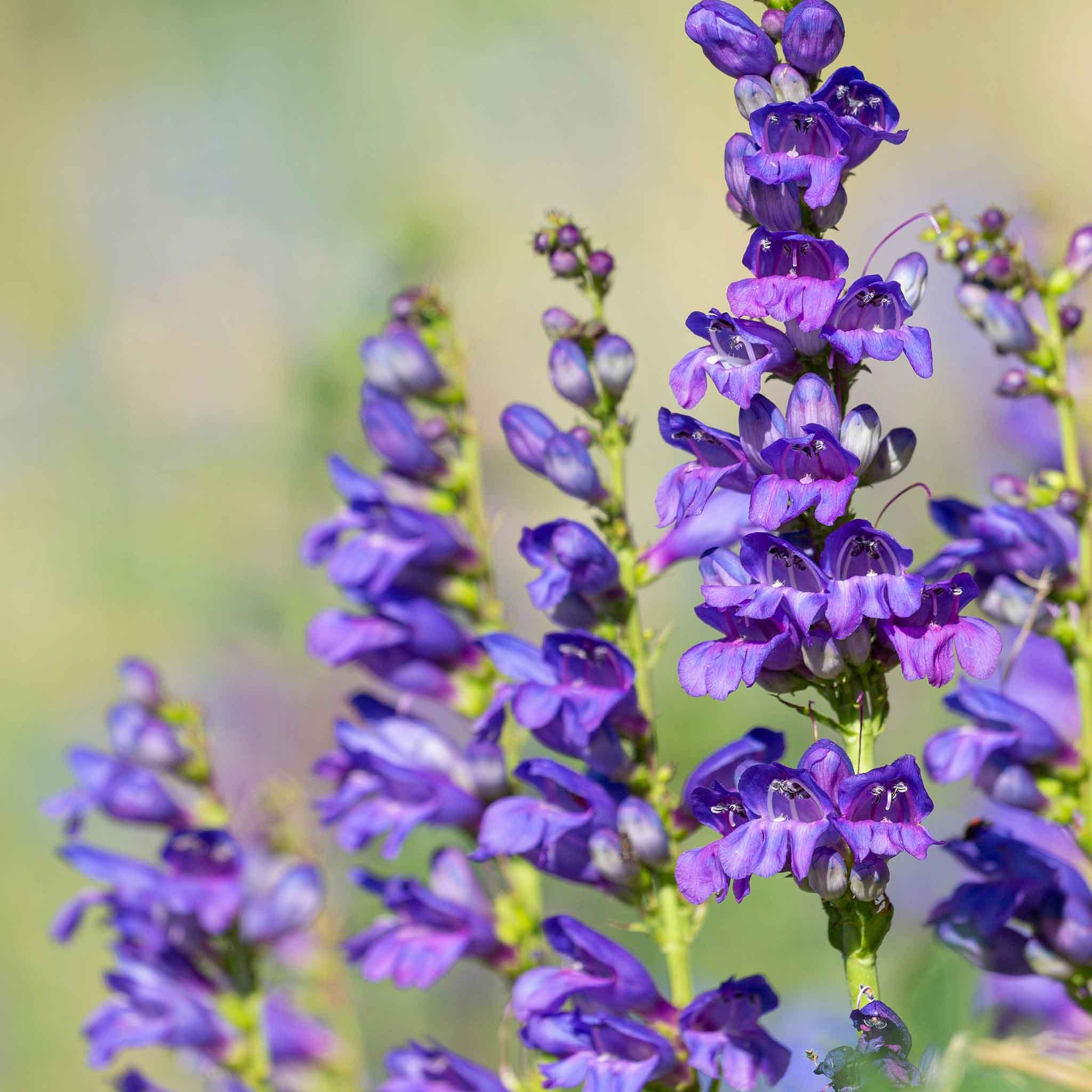 Photo of the plant species Rocky Mountain Penstemon by @KindTreeivy41 named Apollo on Greg, the plant care app