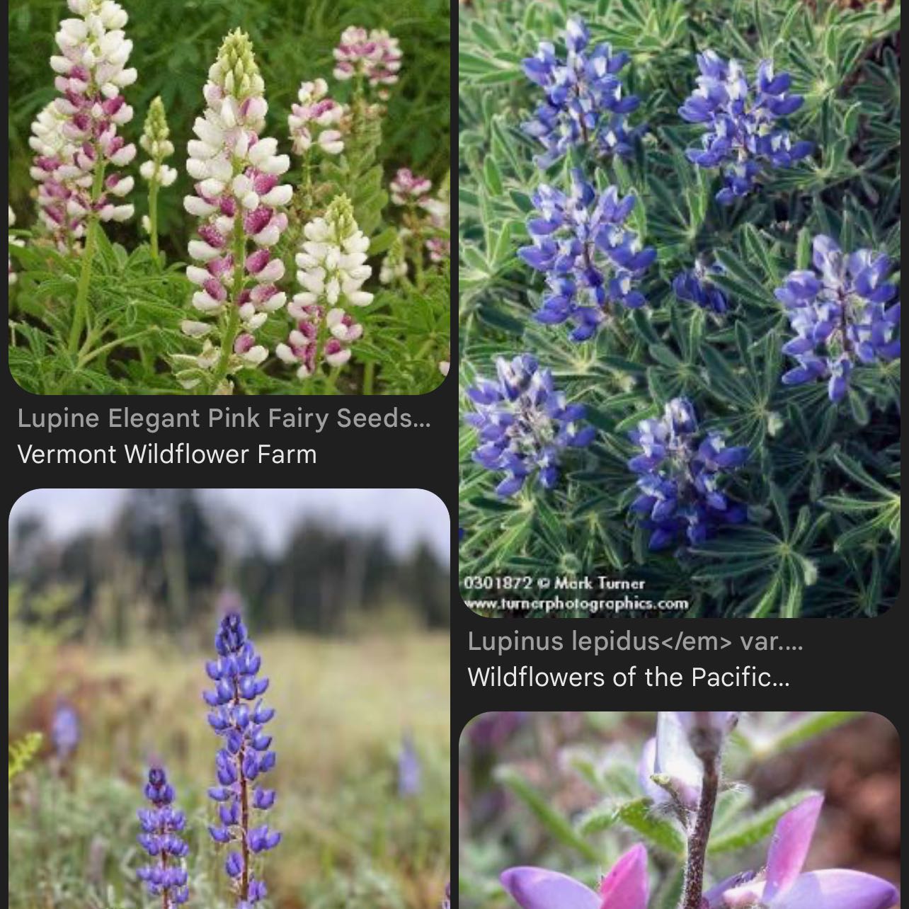 Photo of the plant species Elegant Lupine by @KindTreeivy41 named Mando on Greg, the plant care app