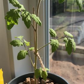 Photo of the plant species Roma Tomato by @VersatileRosea named Roma tomatoes on Greg, the plant care app