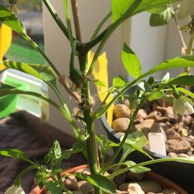 Photo of the plant species Cheyenne Chilli Pepper by @VersatileRosea named Apache chilli on Greg, the plant care app