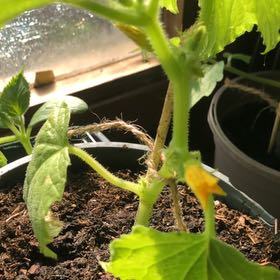 Cucumbers