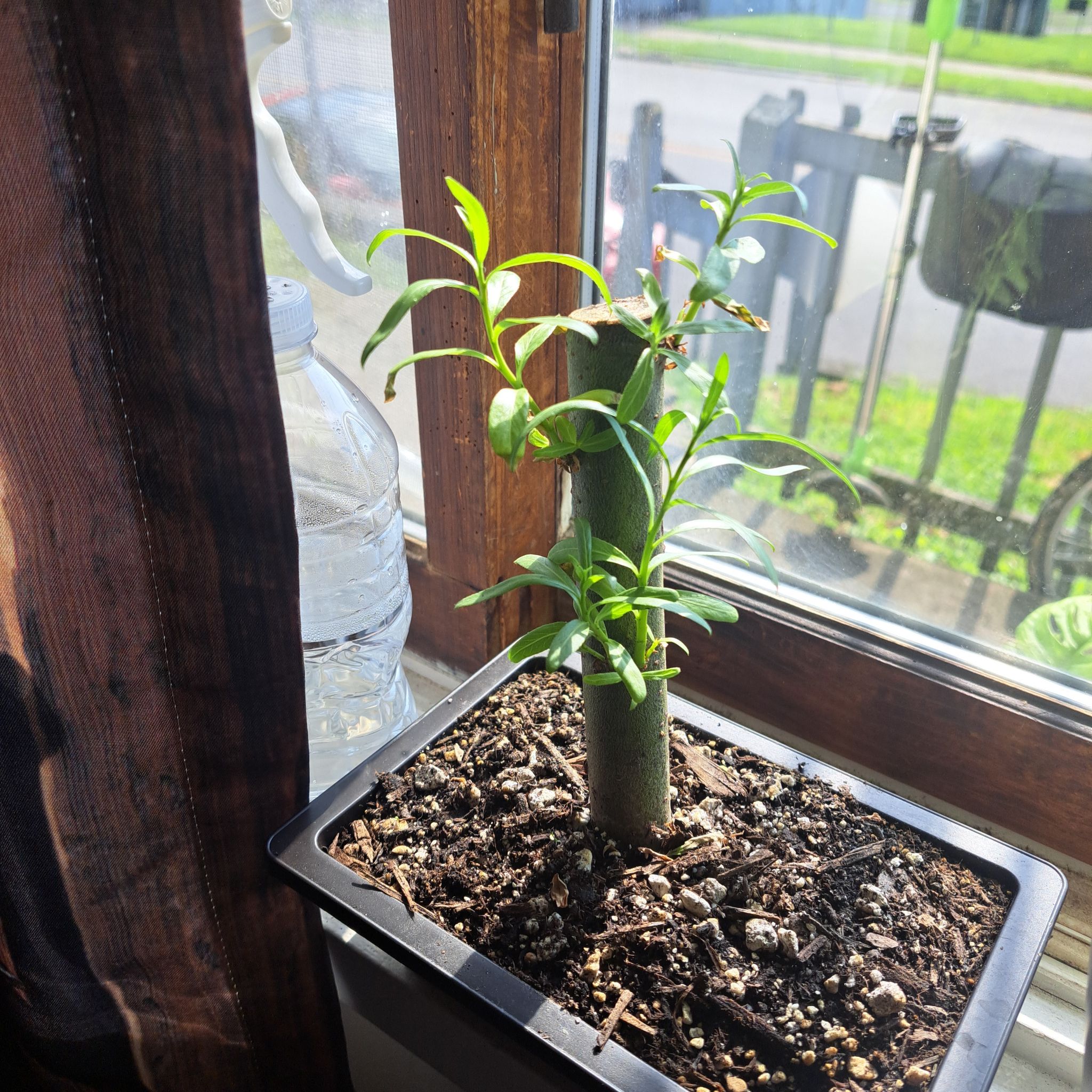 Photo of the plant species Bonsai plant by @PetSwampbay89 named Bonsai willow on Greg, the plant care app
