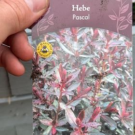 Photo of the plant species Hebe by @EthicalRedash92 named Sage on Greg, the plant care app