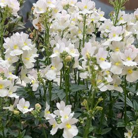 Photo of the plant species nemesia by @EthicalRedash92 named Rosa on Greg, the plant care app