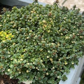 Photo of the plant species Thyme by @EthicalRedash92 named Sherlock on Greg, the plant care app