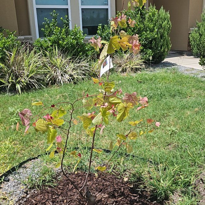 Photo of the plant species Flamethrower Redbud by @FullChollipo80 named Sanders on Greg, the plant care app