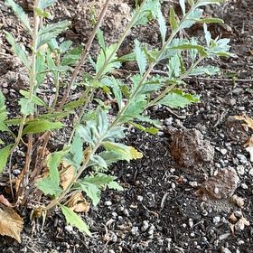 Photo of the plant species Russian Sage 'Zasha' by @ExaltedMayten71 named Homer on Greg, the plant care app