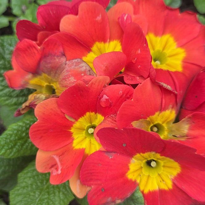 Photo of the plant species Primula Vulgaris by @AceAlula86 named Fernie Mercury on Greg, the plant care app