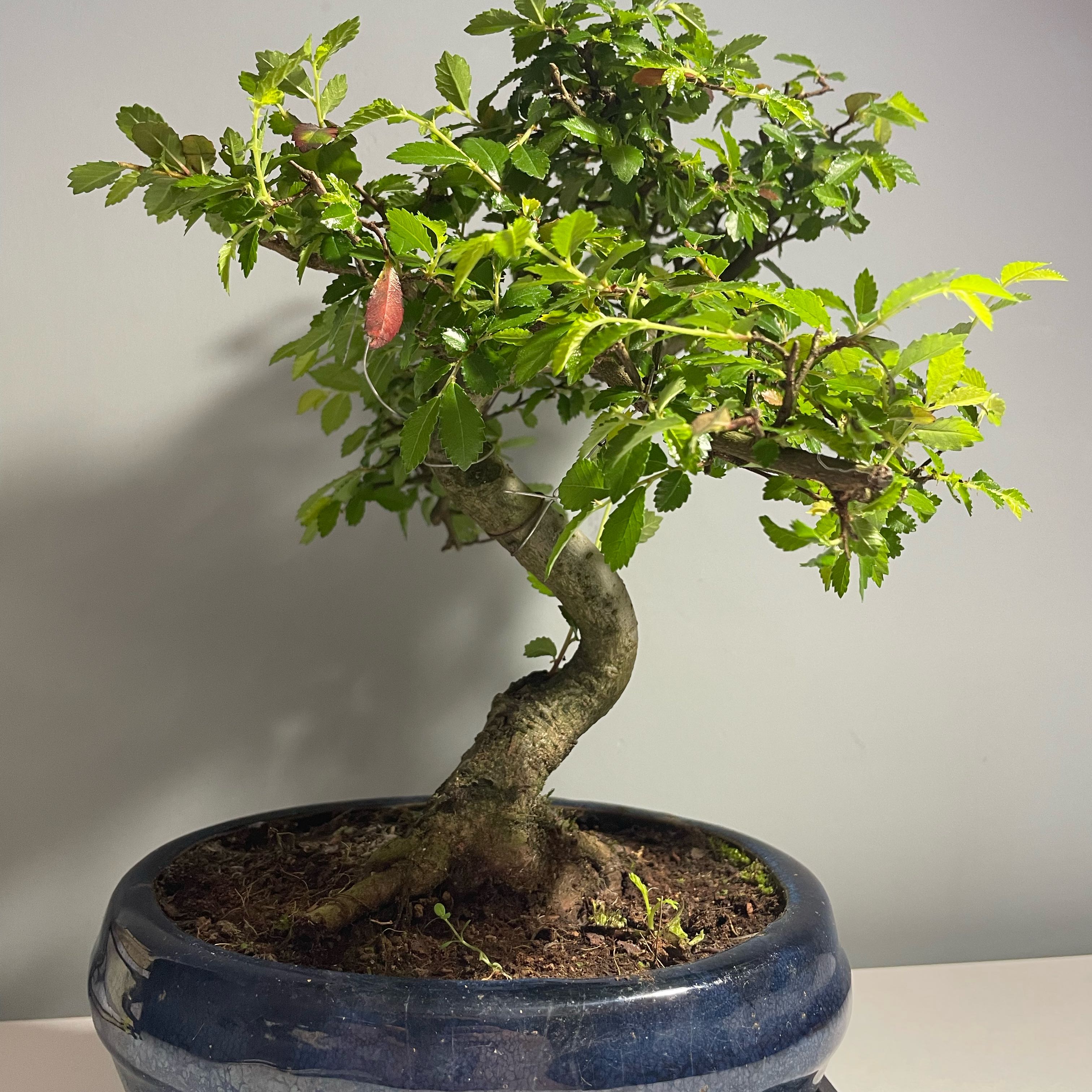 Photo of the plant species Zelkova by @BabyShyleaf98 named Morgan Treeman on Greg, the plant care app