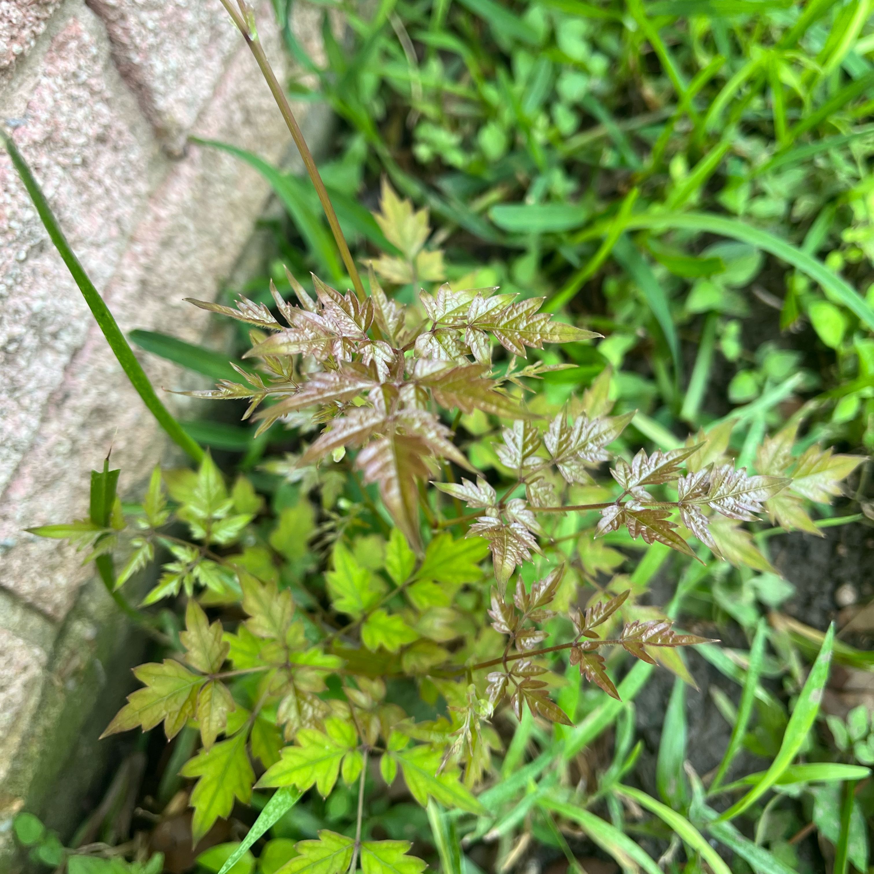 Photo of the plant species Cow Parsley by @IconGasteria83 named Orwell on Greg, the plant care app