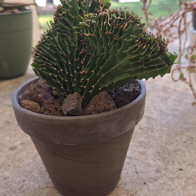 Photo of the plant species Green Coral Cactus by @SlickPignut96 named Tolkien on Greg, the plant care app