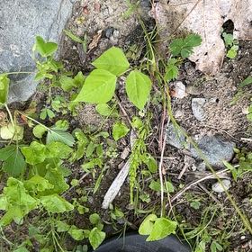 Photo of the plant species American Hogpeanut by @WittyMendoza54 named Foxxy on Greg, the plant care app