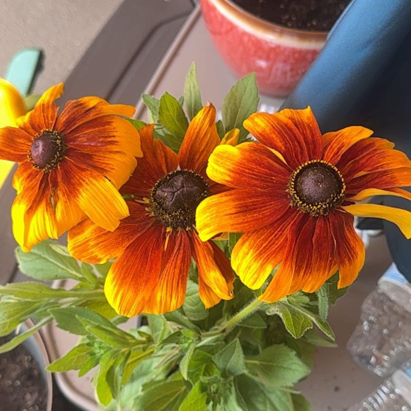 Photo of the plant species Rising Sun Chestnut Gold Rudbeckia by @LadyRedlion24 named Cleopatra on Greg, the plant care app