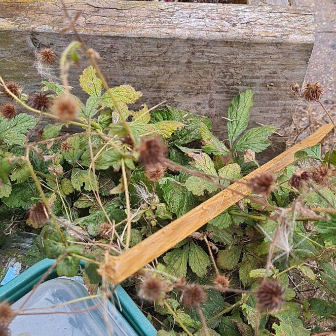 Photo of the plant species Wood Avens by @SpiritedPansy named Drake on Greg, the plant care app