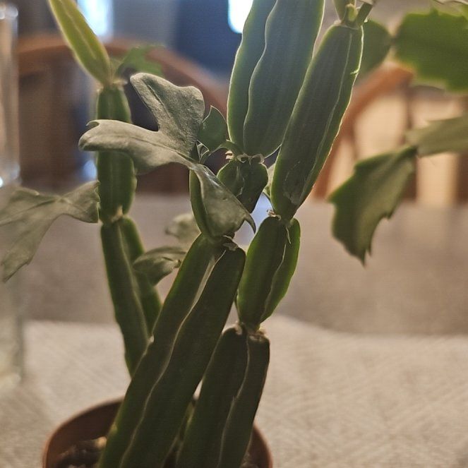 Photo of the plant species Cactus Vine by @ZappyBogwillow named Foxxy on Greg, the plant care app