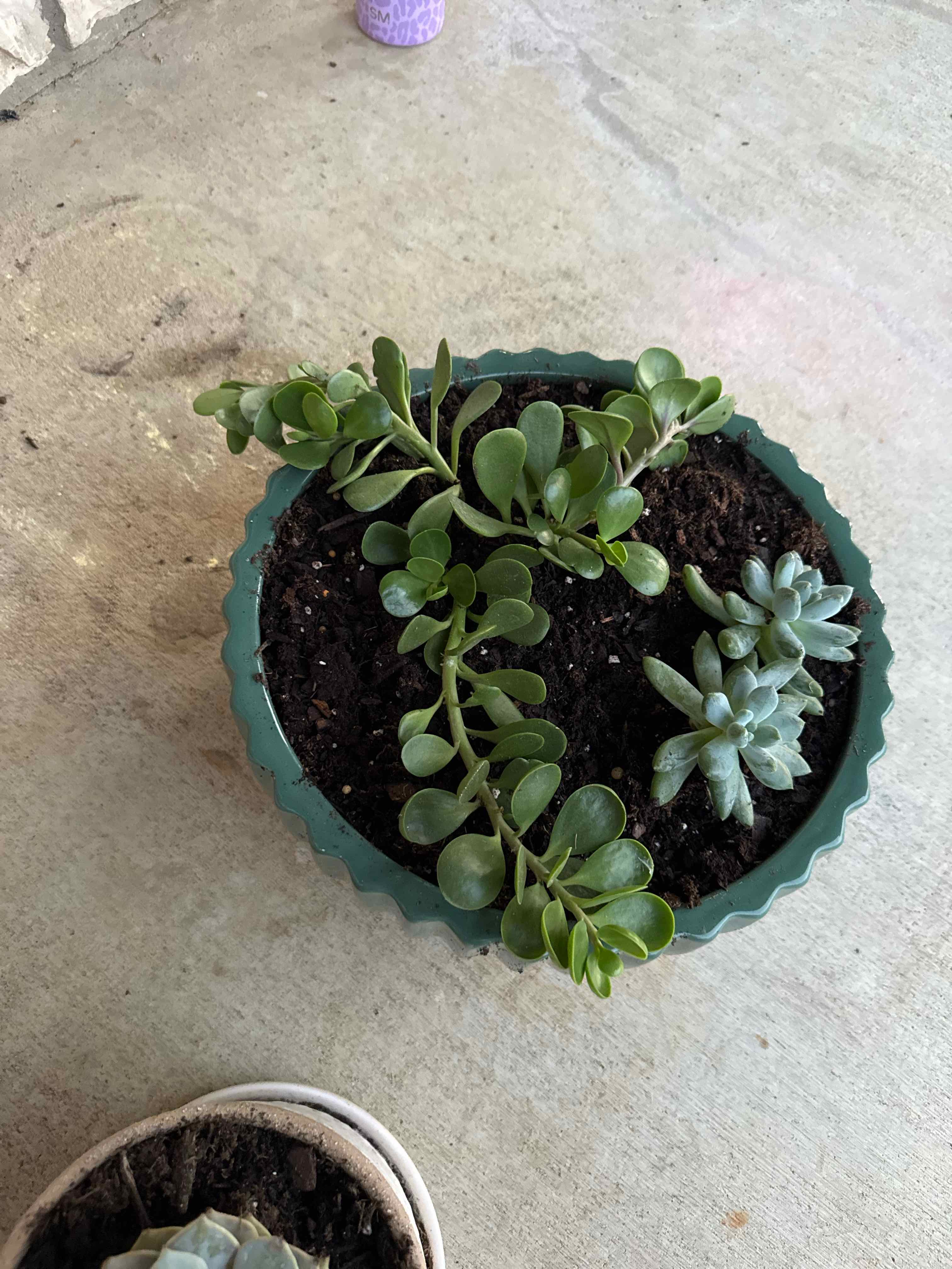 Photo of the plant species Variegated Trailing Jade by @HayRee94 named Duke on Greg, the plant care app