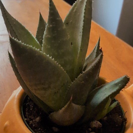 Photo of the plant species Gasteraloe 'Apollo' by @WholesomeBeech named Puffy on Greg, the plant care app