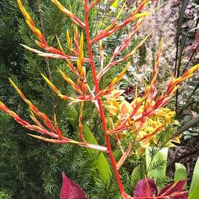 Photo of the plant species Expanded Lobsterclaw by @HighestIcarus47 named Morgan Treeman on Greg, the plant care app