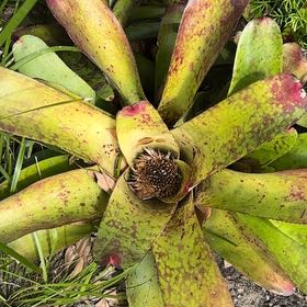 Photo of the plant species Skunk Cabbage by @HighestIcarus47 named Gomez on Greg, the plant care app