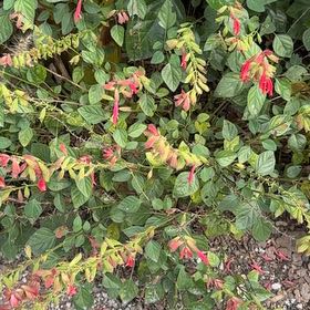 Photo of the plant species Milkflower Cotoneaster by @HighestIcarus47 named Homer on Greg, the plant care app