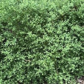 Photo of the plant species Narrow-Fruited Water-Starwort by @HighestIcarus47 named Zion on Greg, the plant care app