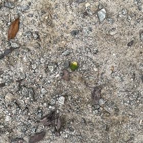 Photo of the plant species Black Mangrove by @HighestIcarus47 named Bigleef Smalls on Greg, the plant care app