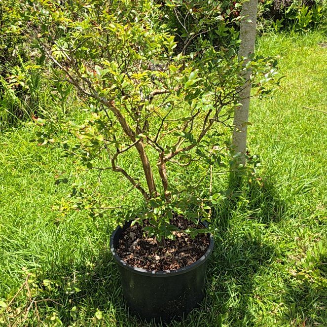 Photo of the plant species Rara Jaboticaba by @SoulfullyTipa54 named Three years each on Greg, the plant care app