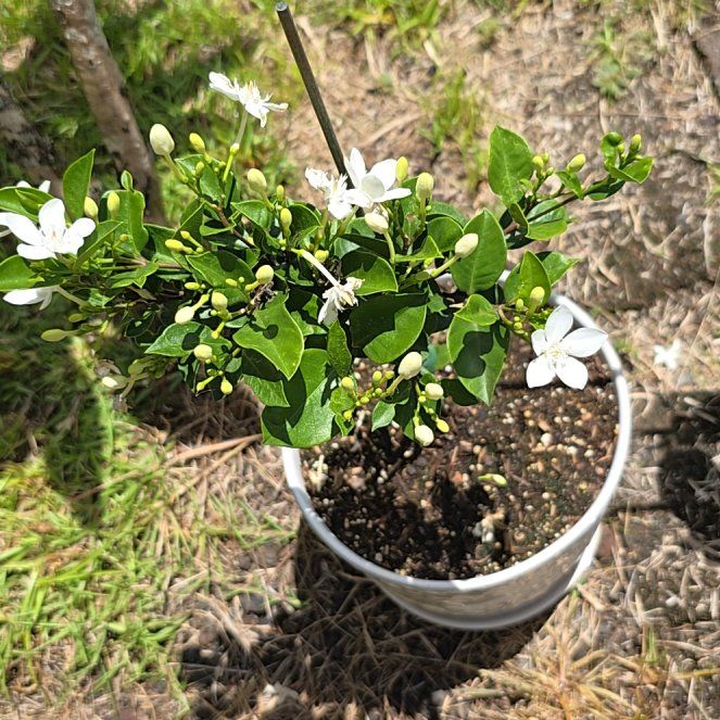 Photo of the plant species Coral Swirl by @SoulfullyTipa54 named Wrightia Antidysenterica home depot $8 on Greg, the plant care app