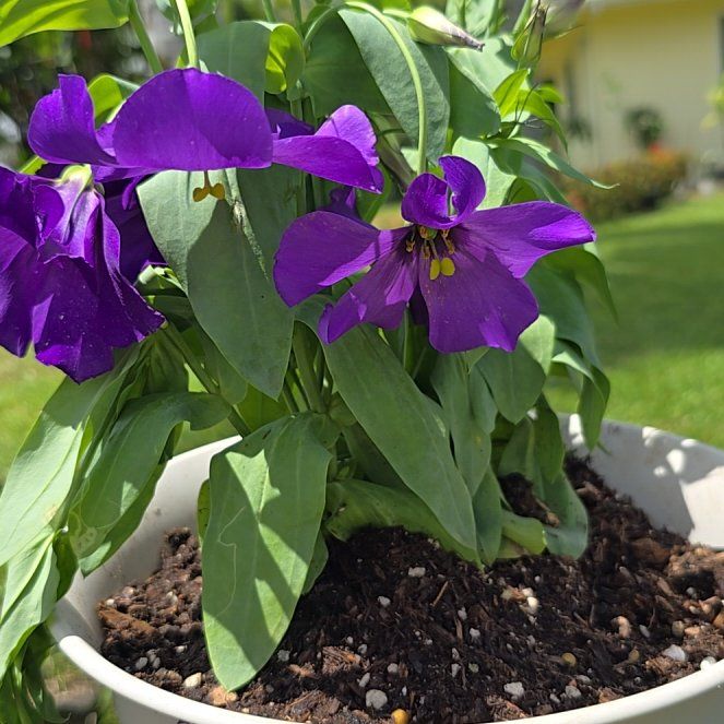Photo of the plant species Lisianthus 'Florida Blue' by @SoulfullyTipa54 named Home depot $8 on Greg, the plant care app