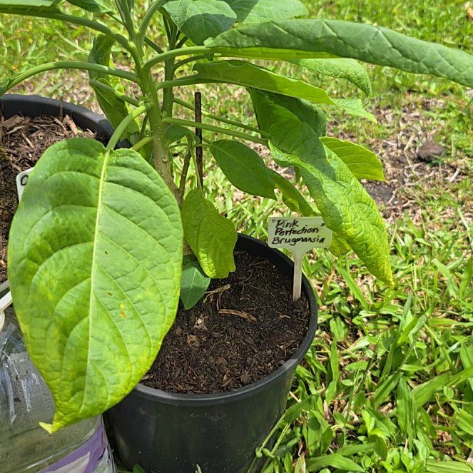 Photo of the plant species Angel's Trumpet by @SoulfullyTipa54 named Apricot queen Etsy on Greg, the plant care app