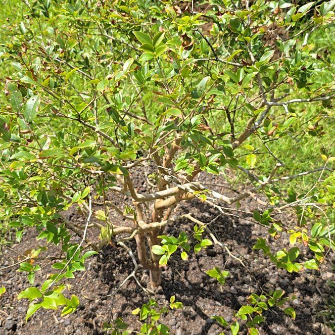 Photo of the plant species Azeda Jaboticaba by @SoulfullyTipa54 named Jaboticaba planted 5/25 on Greg, the plant care app