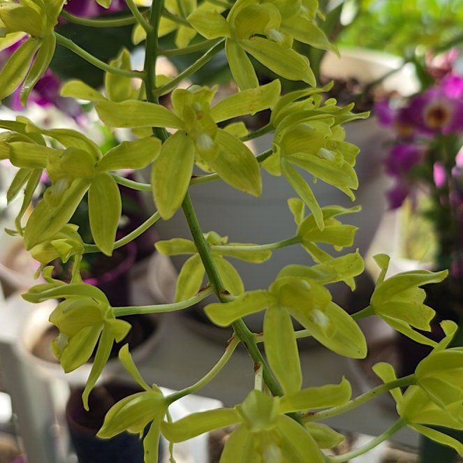 Photo of the plant species Grammatophyllum 'Scriptum Stripes Hill' by @SoulfullyTipa54 named Home depot $20 on Greg, the plant care app