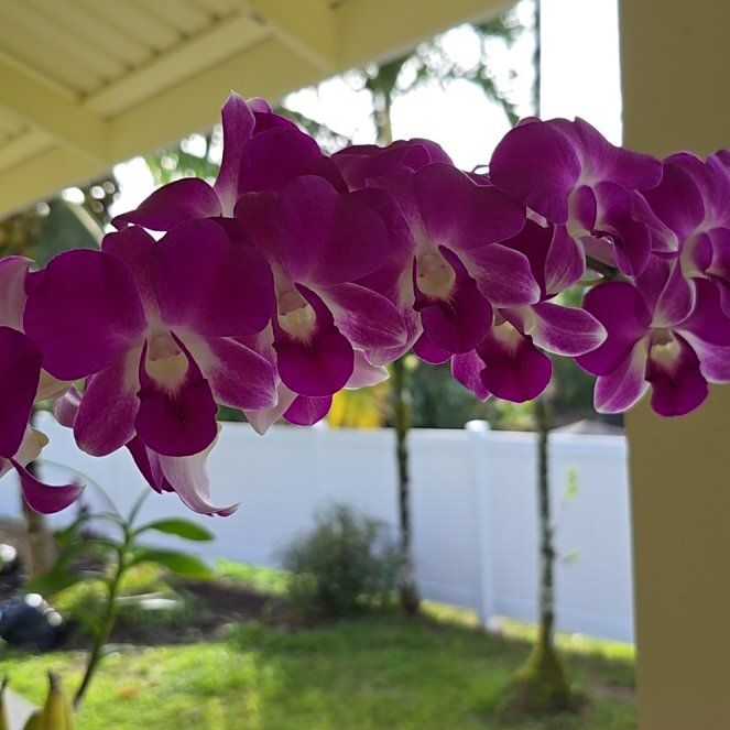 Photo of the plant species Jones' Dendrobium by @SoulfullyTipa54 named Farmers market keaau $8 on Greg, the plant care app
