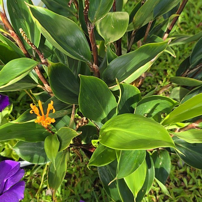 Photo of the plant species golden bush ginger by @SoulfullyTipa54 named Sherlock on Greg, the plant care app