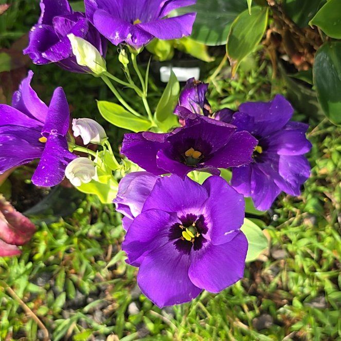Photo of the plant species Lisianthus 'Lilac Shadow' by @SoulfullyTipa54 named Coco on Greg, the plant care app