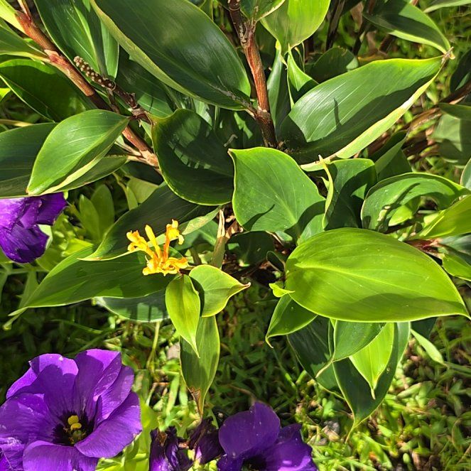 Photo of the plant species Lisianthus 'Lilac Shadow' by @SoulfullyTipa54 named purple lisianthus home depot $8 on Greg, the plant care app