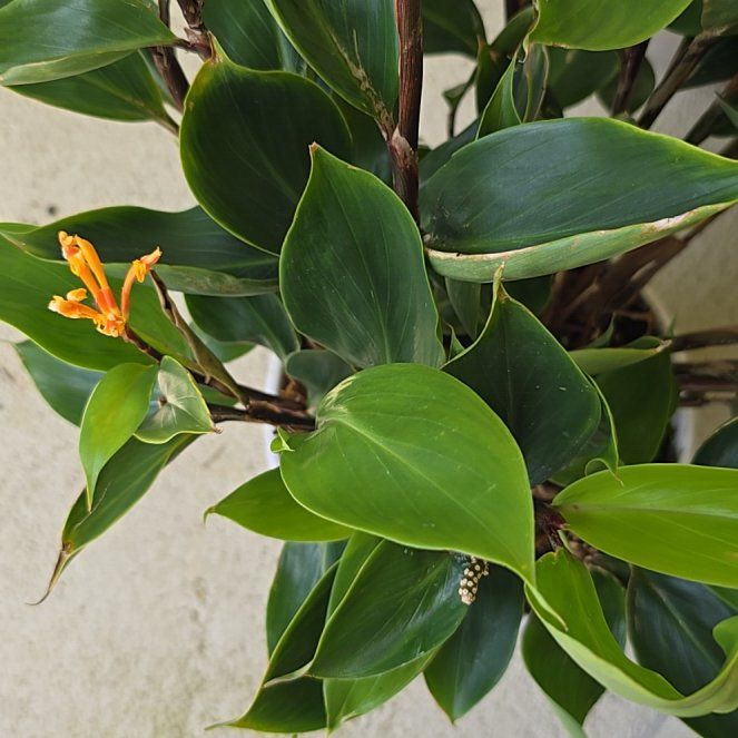 Photo of the plant species Orange Brush Ginger by @SoulfullyTipa54 named Garden exchange $13 9/25 on Greg, the plant care app