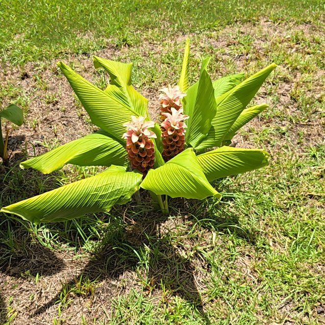 Photo of the plant species Turmeric by @SoulfullyTipa54 named Home depot curcuma  '24 $20 on Greg, the plant care app