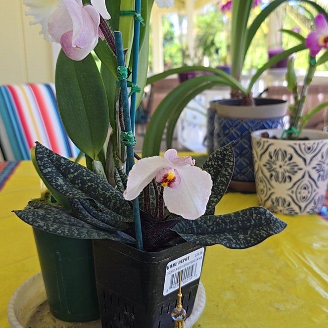 Photo of the plant species Paphiopedilum delenatii malipoense by @SoulfullyTipa54 named Terra on Greg, the plant care app