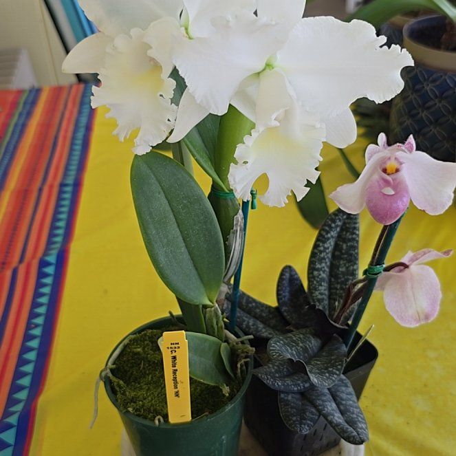 Photo of the plant species White Cattleya by @SoulfullyTipa54 named Home depot $15 on Greg, the plant care app