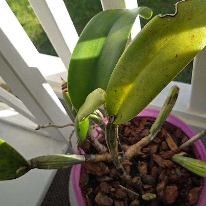 Photo of the plant species Cattleya by @SoulfullyTipa54 named Gomez on Greg, the plant care app
