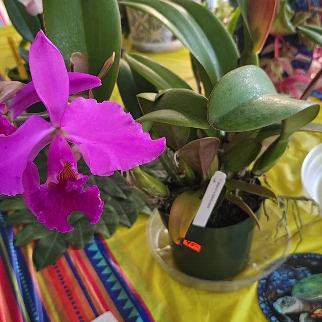 Photo of the plant species Cattleya Orchid Hybrid by @SoulfullyTipa54 named '25 orchid show $20 on Greg, the plant care app