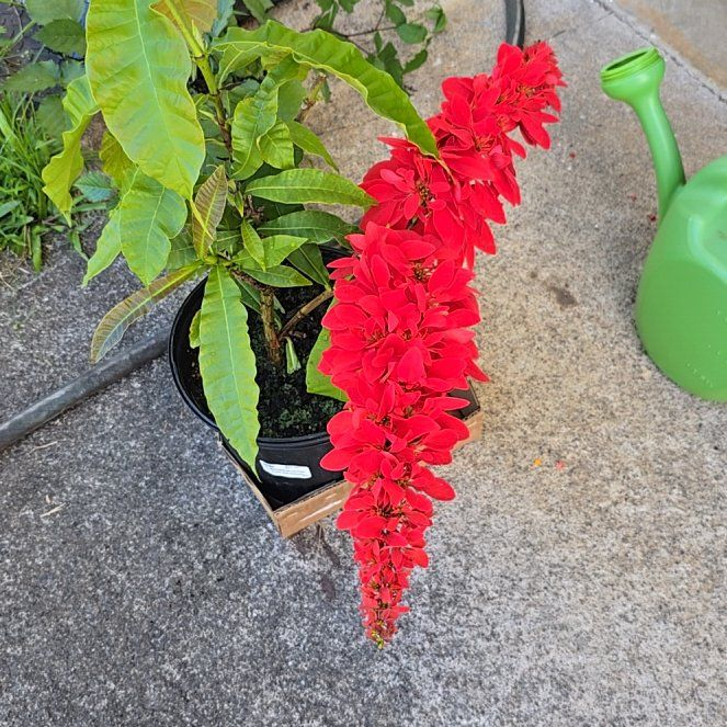 Photo of the plant species Warszewiczia coccinea by @SoulfullyTipa54 named Garden exchange $59.99 7/25 plantd 8/1/25 on Greg, the plant care app